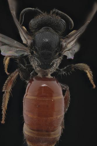 Sphecodes sp.